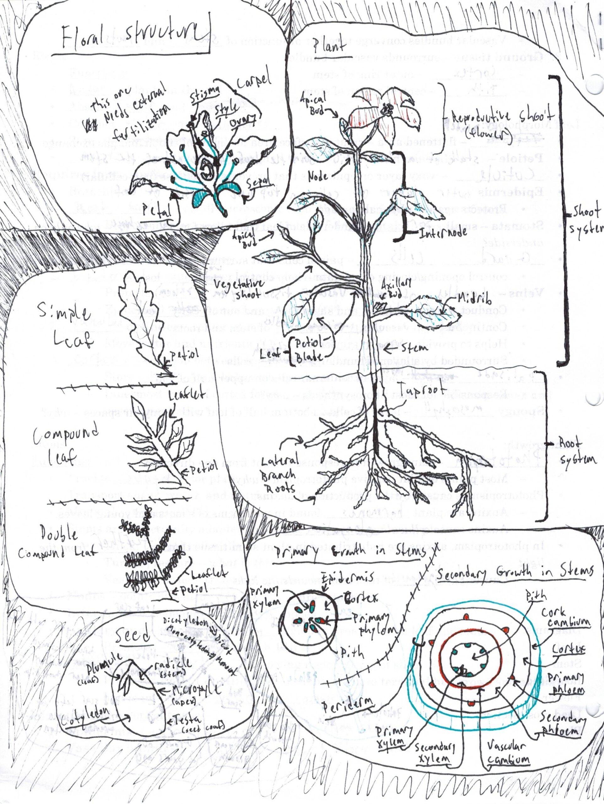 Unlabelled Biology Diagrams