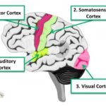 Where Is The Motor Relay Biopsychology