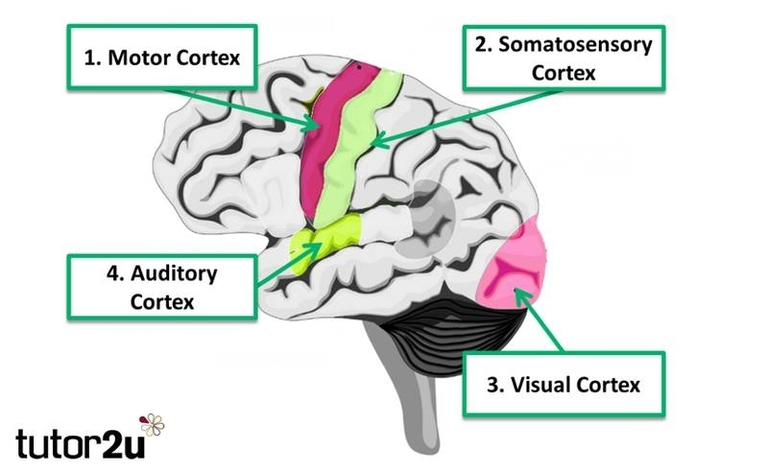 Where Is The Motor Relay Biopsychology