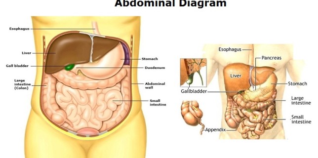 abdominal diagram