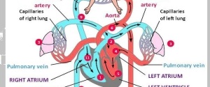 blood flow diagram