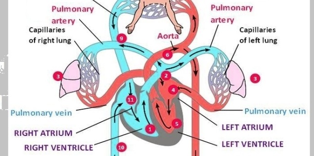 blood flow diagram