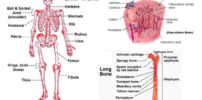 bone diagram