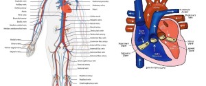 cardiovascular system