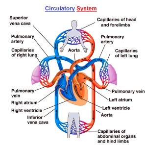 Circulatory System – Charts