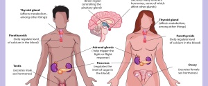 endocrine system diagram