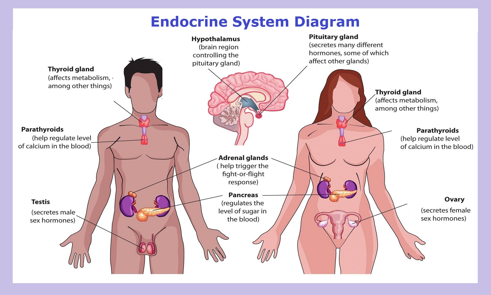 endocrine system diagram