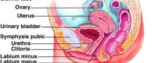 female reproductive system