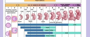 fetal growth chart