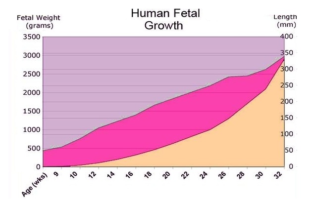 fetal size chart