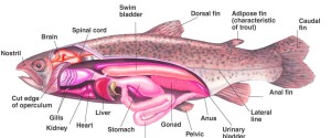 fish diagram