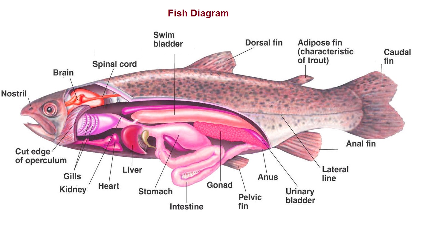 fish diagram