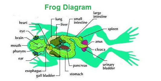 frog diagram