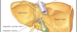 liver diagram