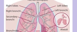 lungs diagram