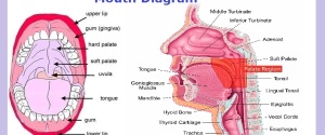 mouth diagram