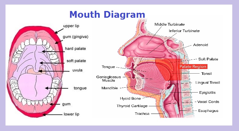 Anatomy Charts Diagrams Graphs