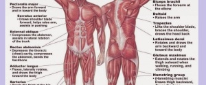 muscular system diagram