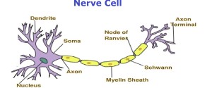 nerve cell