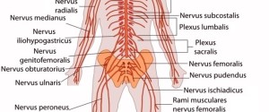 nervous system diagram