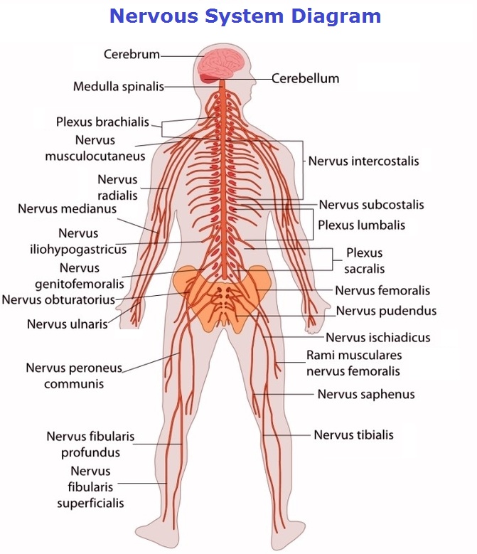 Human Nervous System Charts Diagrams Graphs Human Nervous System Charts Diagrams Graphs