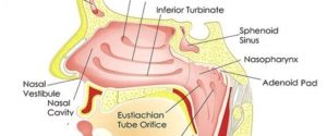 nose diagram