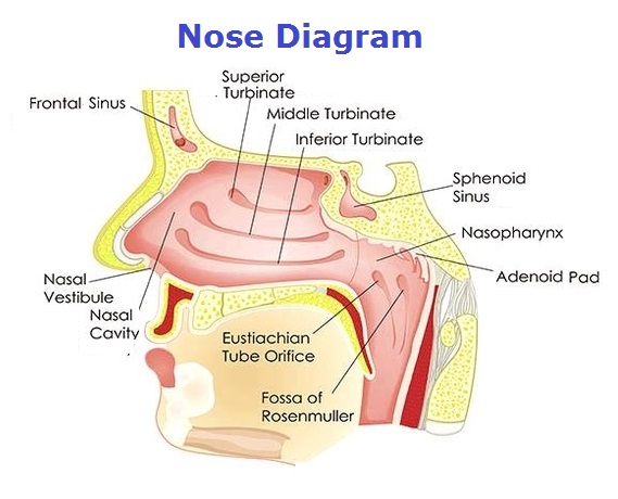 nose diagram
