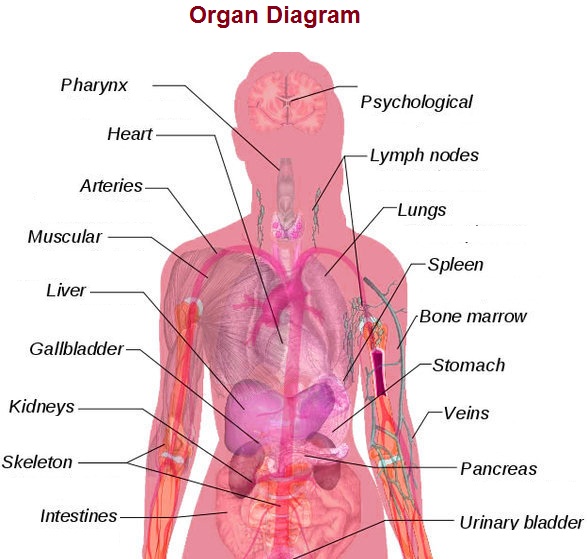 organ diagram
