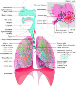 Respiratory System Diagram – Charts