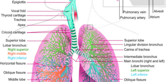 respiratory system diagram