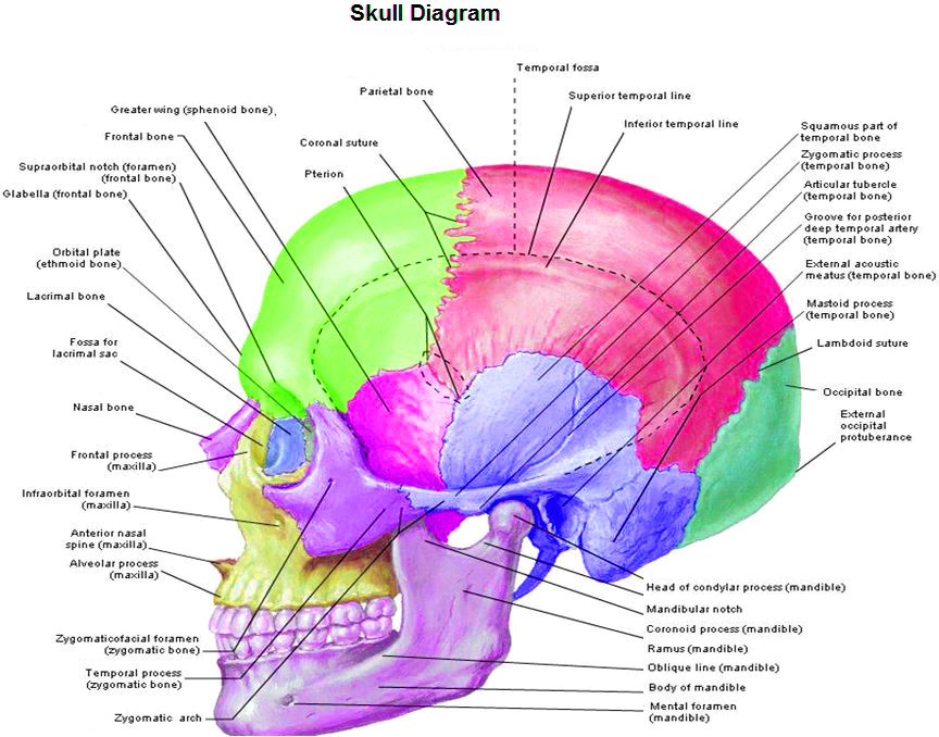 skull diagram