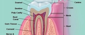 teeth diagram