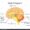 Human Brain Diagram Example Of