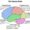 Human Brain Diagram