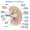 kidney diagram