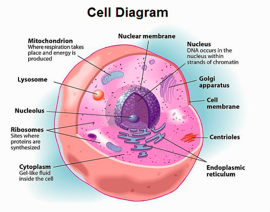 cell-diagram
